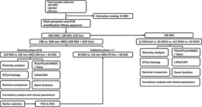 The harmful intestinal microbial community accumulates during DKD exacerbation and microbiome–metabolome combined validation in a mouse model